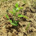 Moringa