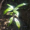 Cacao