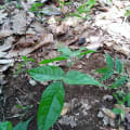 Safou