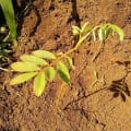 Tefrosia