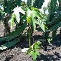 Papaya