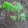 Tephrosia
