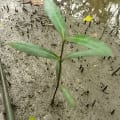 Mangrove Noire