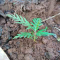 Grevillea