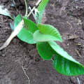 Gugu