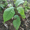 Cacao