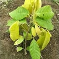 Cacao