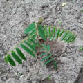 Tephrosia