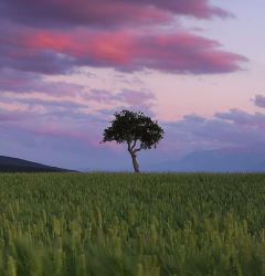 ALBERI - 10 Luglio 2021