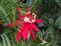 Mariagrazia Adami