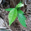 Cacaotier