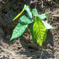 Cacao