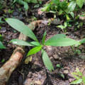 Anacardo
