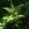 Syltree