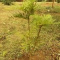 Grevillea