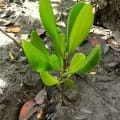 Weiße Mangrove 