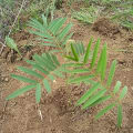 Tephrosia