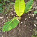 Banano
