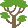 Cork Oak