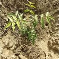 Neem