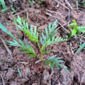 Grevillea