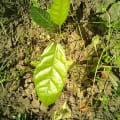Cacao