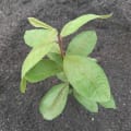 Il guava di Giorgio
