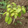 Avocatier