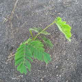 Albizia