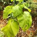 Tree Tomato