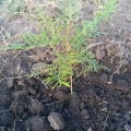 Grevillea