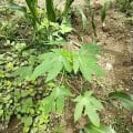 Papaya