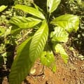 Cacao