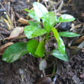 Limón