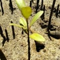 Schwarze Mangrove