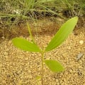 Acacia Mangium