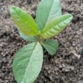 Guava