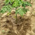 Papaya