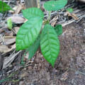 Cacao