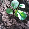 Custard apple