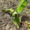Banane