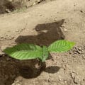 Cacao