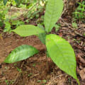 Cacao