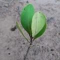 Gelbe Mangrove