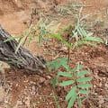 Tefrosia