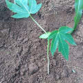 Papaya