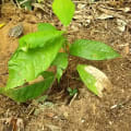 Cacaotier
