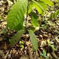 Cacao