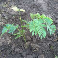 Albizia