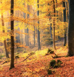Mindy's forest colors the world